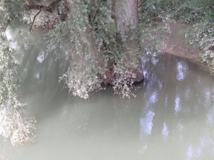 Silberweidenstamm in Wasser Silberweidenstamm in Wasser
